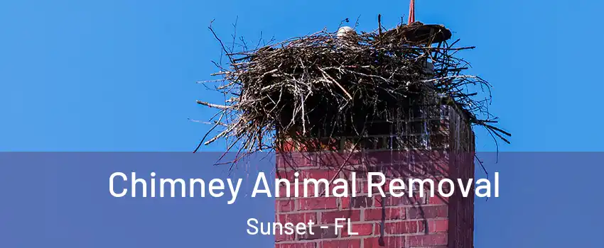 Chimney Animal Removal Sunset - FL